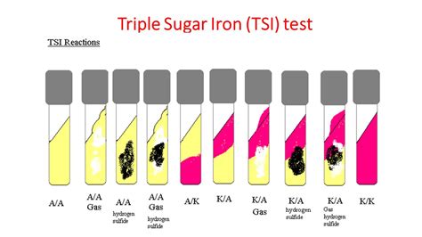 TSI (Triple Sugar Iron) test: Objective, Principle, .